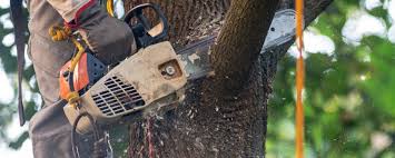 Professional Tree Services in Fort Mill, SC