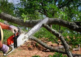 How Our Tree Care Process Works  in Fort Mill, SC