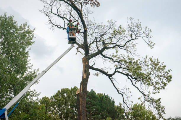 Leaf Removal in Fort Mill, SC